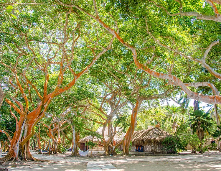 isla-san-pedro-majagua-14